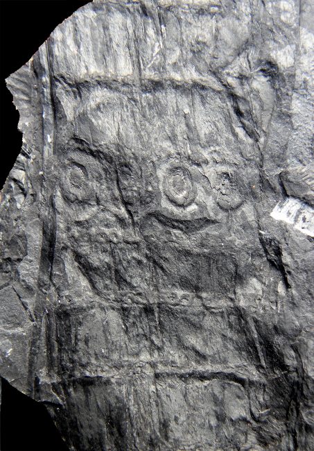 Calamites goeppertii